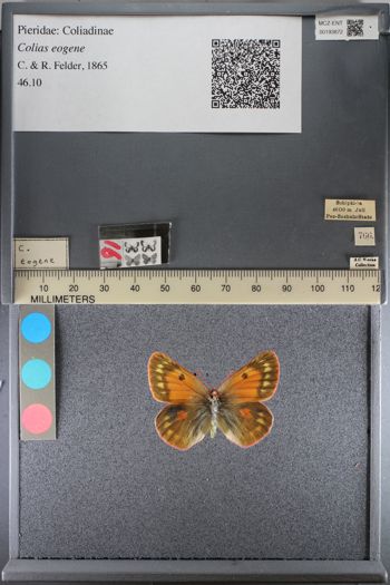 Media type: image;   Entomology 193872
